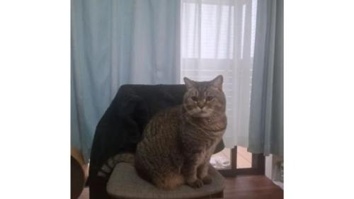 室内にいる猫