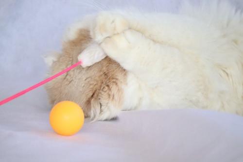 おもちゃを抱えながら顔を隠す猫