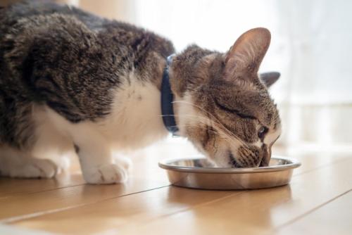 ご飯を食べる猫