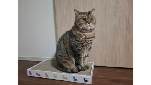 室内にいる猫