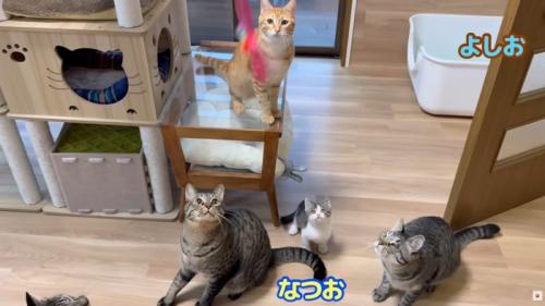 テロップ「よしお なつお」