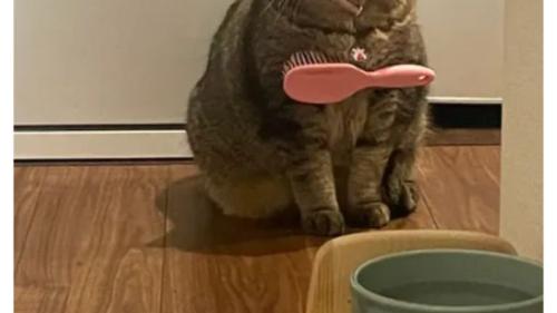 室内にいる猫