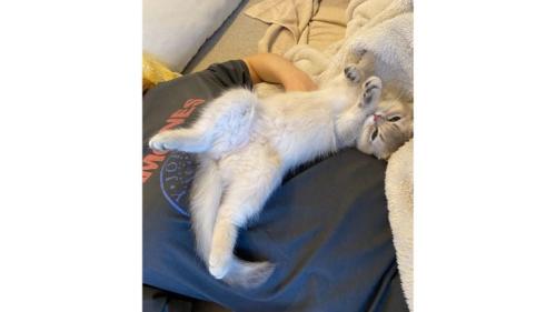 室内にいる猫