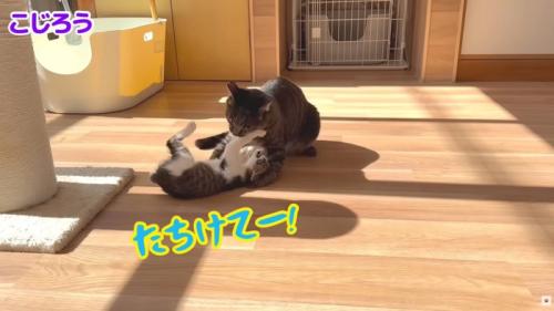 テロップ「こじろう たちけてー！」