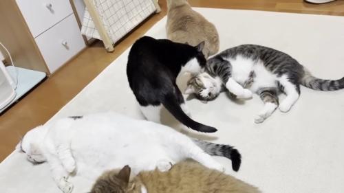 毛づくろい