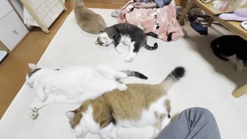 5匹の猫さん
