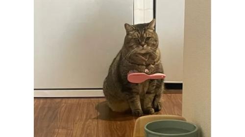 室内にいる猫