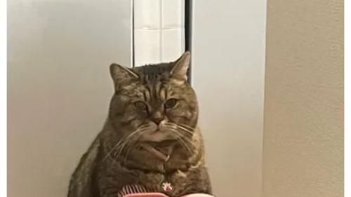 室内にいる猫