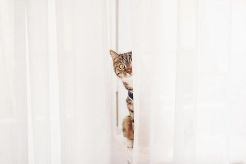 カーテンの間からこちらを見る猫