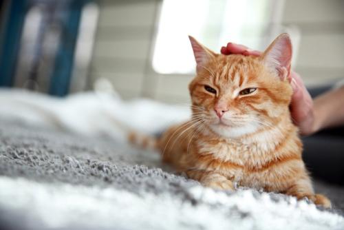 猫を撫でる人の手