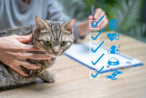 猫とチェックポイントのイメージ画像