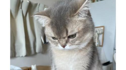 猫と抜け毛