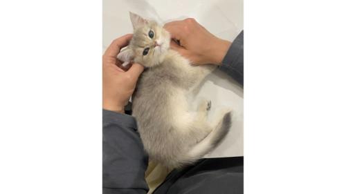 室内にいる猫