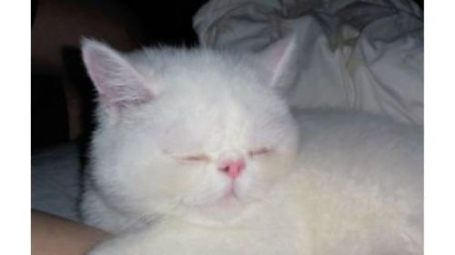 寝ている猫
