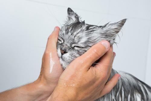 シャンプーする猫