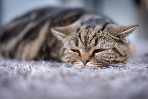 ぐったりしている猫