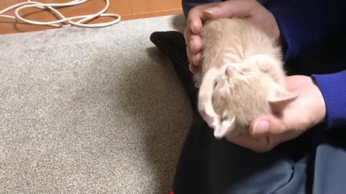 手のひらの上の子猫
