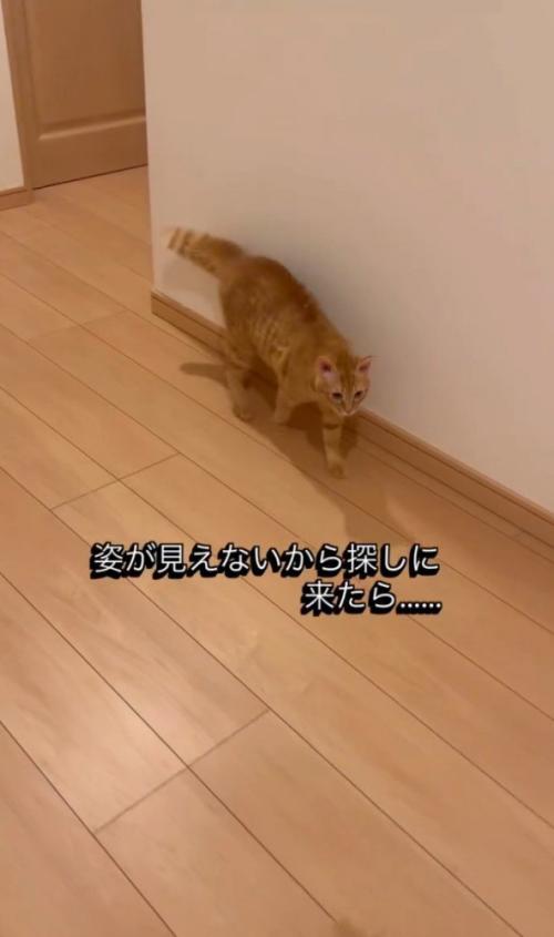 「姿が見えないから…」と書かれた写真