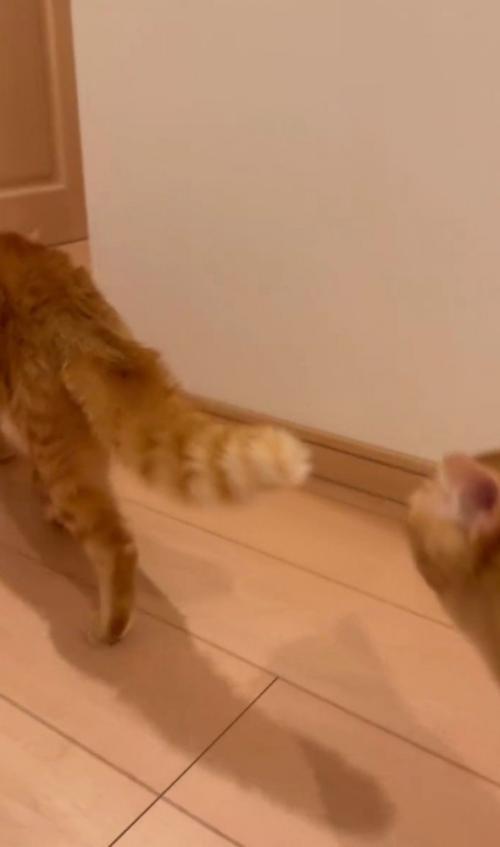 2匹の猫が歩いている