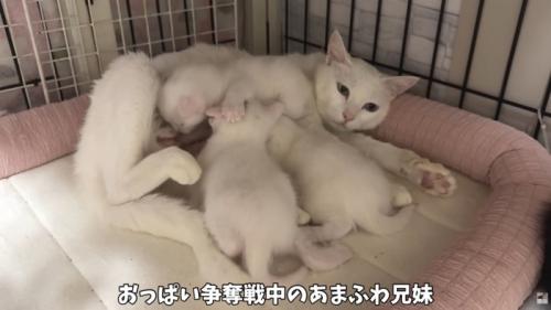 テロップ「おっぱい争奪戦中の～」