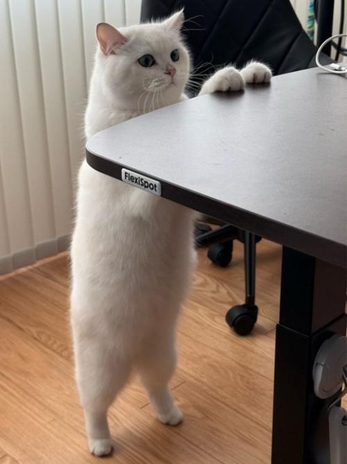 立ち上がる猫