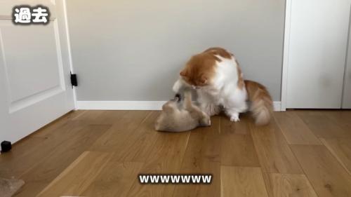 www