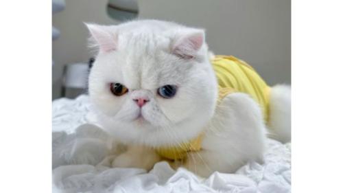 室内にいる猫