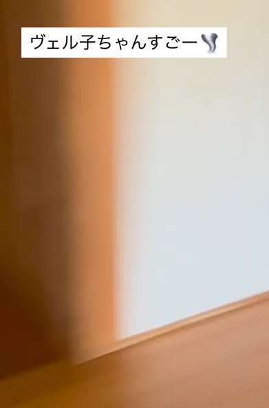 廊下の壁のみ