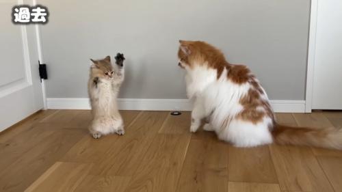 立ち上がる子猫のこたつくん