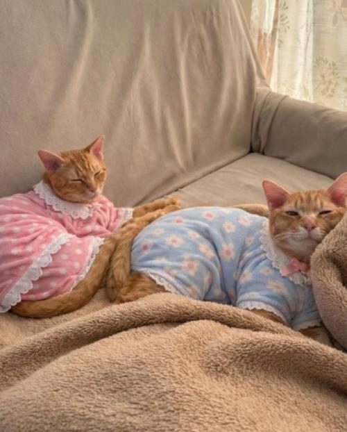 服を着た猫2匹