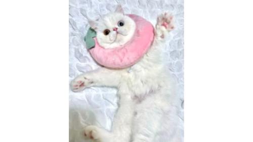 室内にいる猫