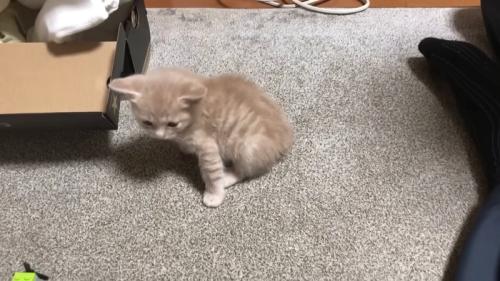 座る子猫