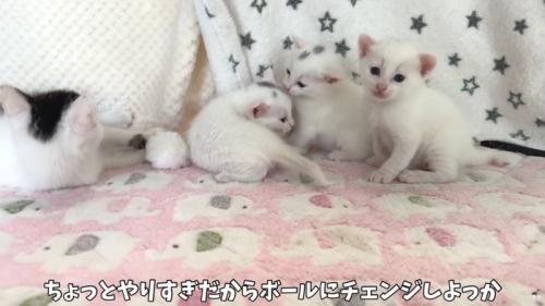 テロップ「ちょっとやりすぎだから～」