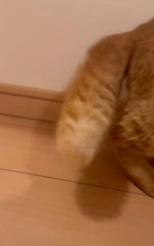 逆立ったしっぽのアップ
