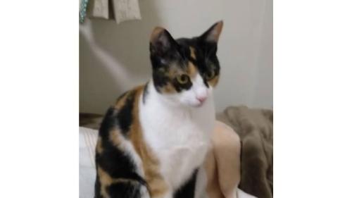 室内にいる猫