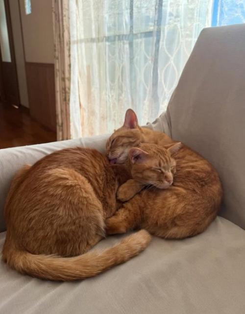 重なる2匹の猫