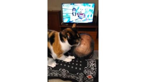 男性を舐める猫