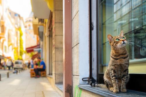 街をさまようトラ猫
