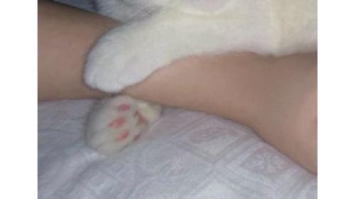 寝ている猫