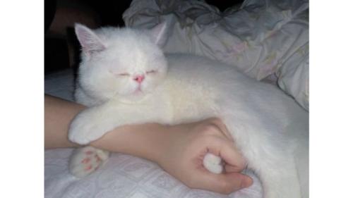 寝ている猫