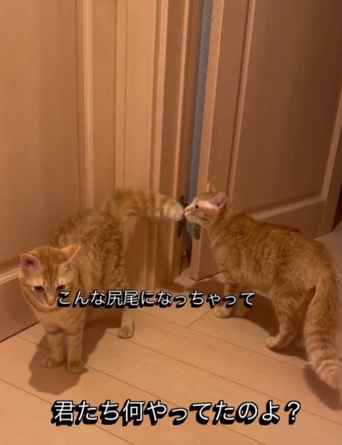 「こんなしっぽになっちゃって…」と書かれた写真2
