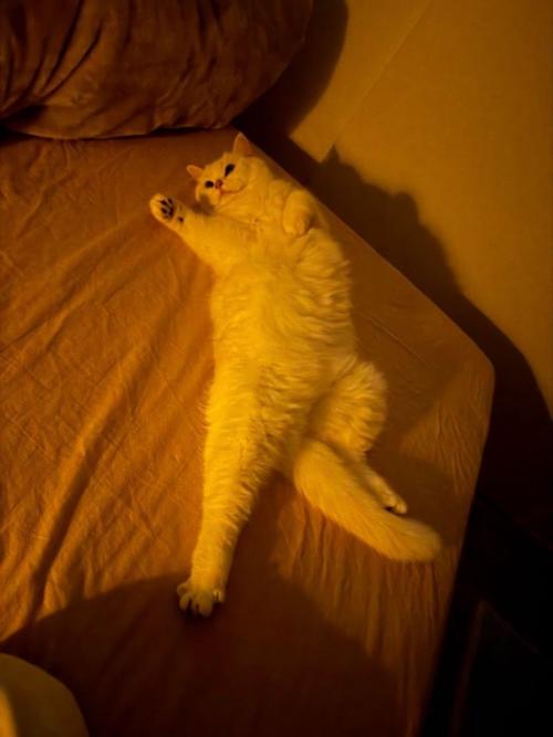 仰向けの猫