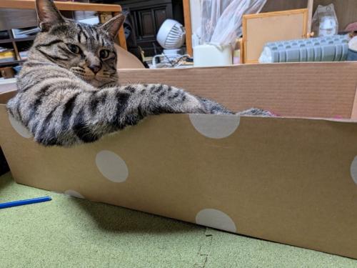 段ボール箱の中でドヤ顔して座る猫（下から）