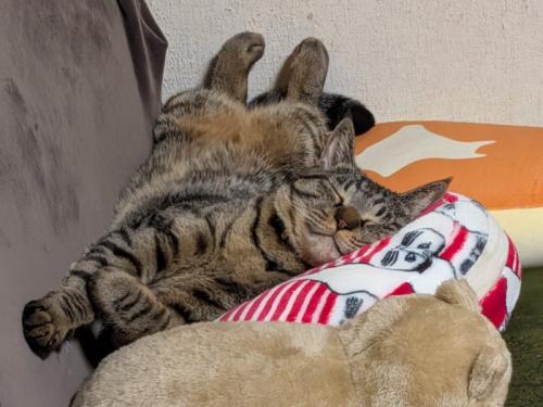 目を閉じて気持ちよさそうに眠る猫