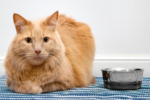 キャットフードボウルと猫