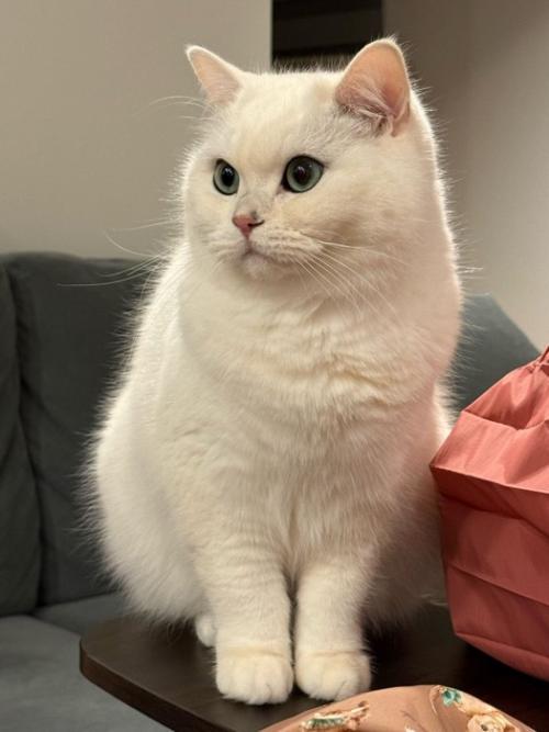 お座りする猫