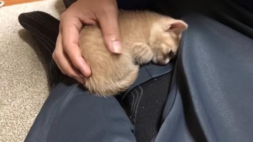 丸くなる子猫