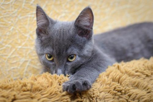 ウールサッキング子猫