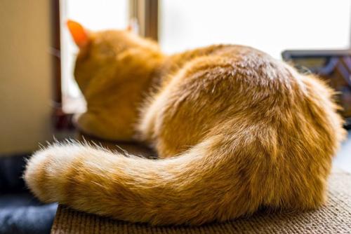 くつろぐ猫