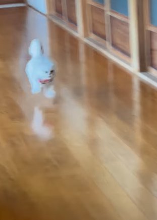 廊下を走る猫